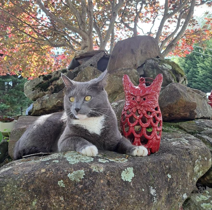 Cat Detection Project